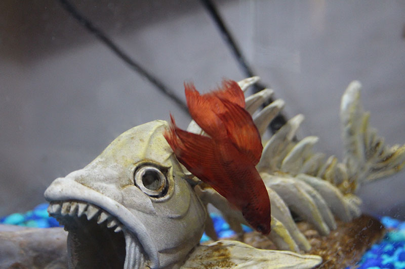 Fish at the bottom of tank