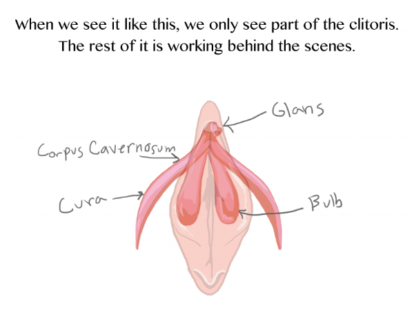Clitoris where is it