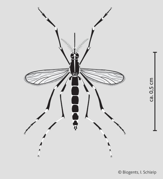 Adult lifespan of tiger mosquito
