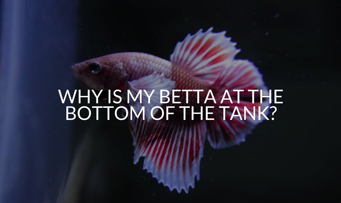 Fish at the bottom of tank