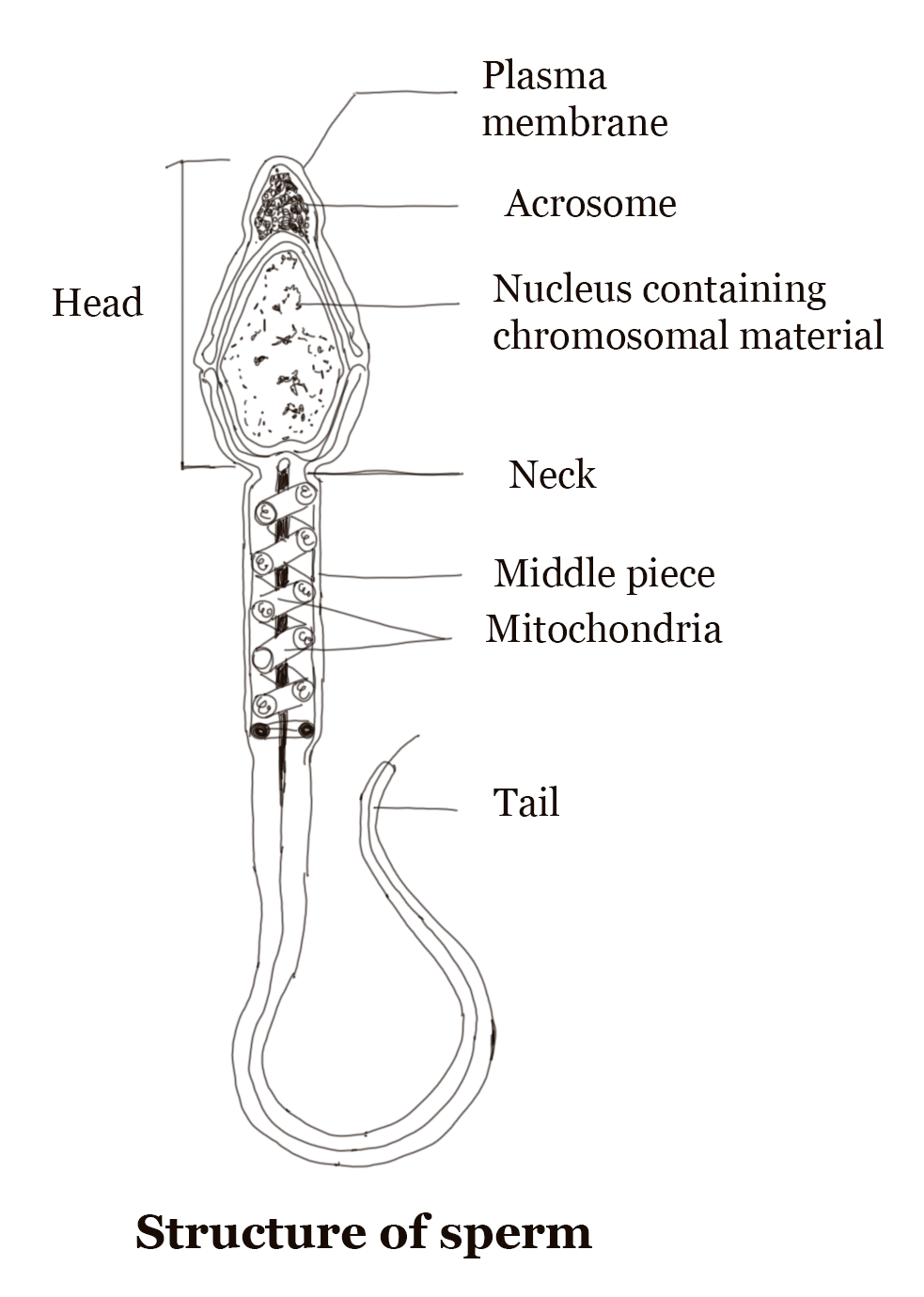 Function of a sperm cell