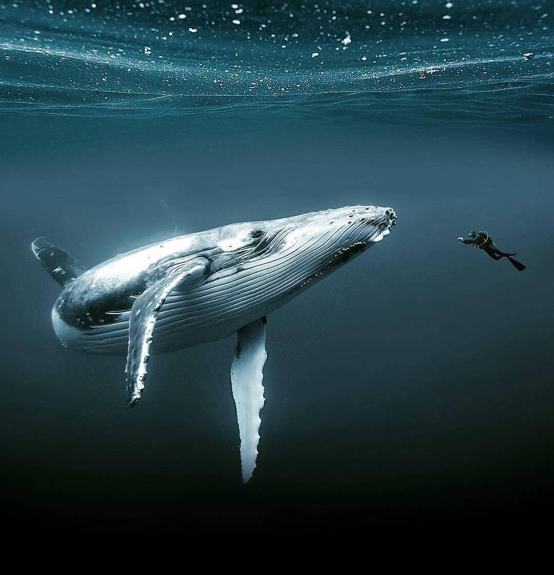 Humpback whale and man