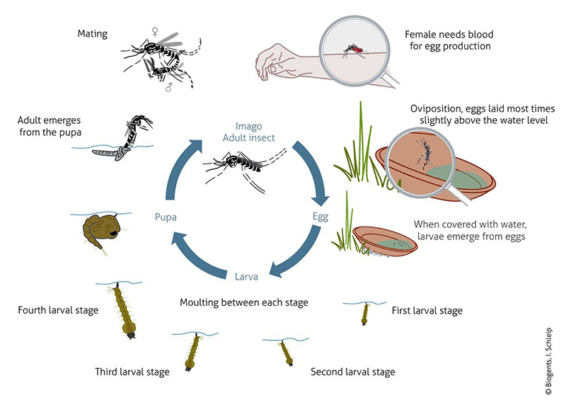 Adult lifespan of tiger mosquito