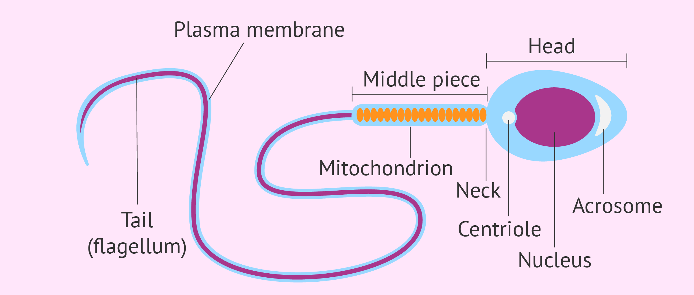 Function of a sperm cell