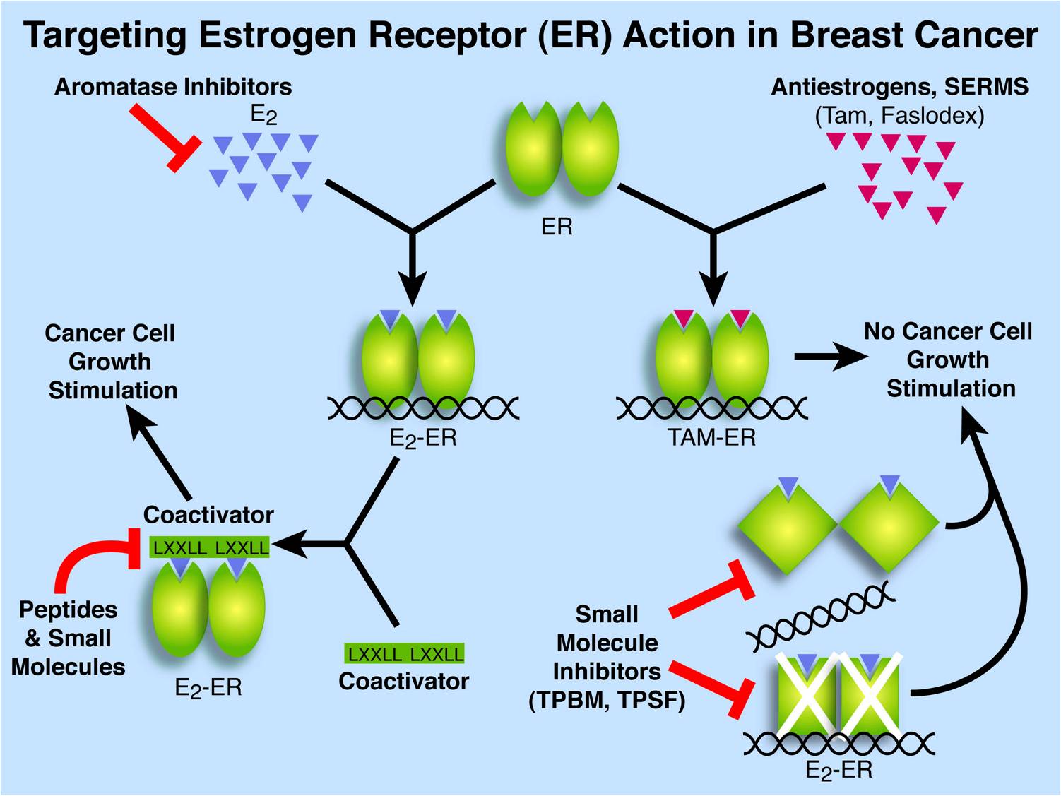 Estrogen receptor in breast